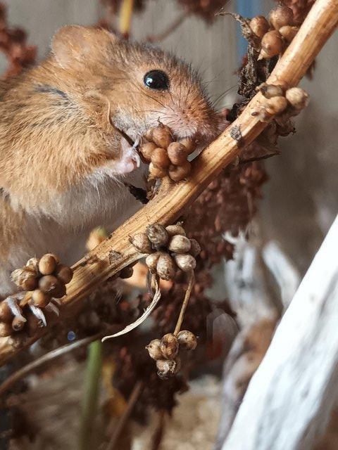 Preview of the first image of Harvest Mice - Newcastle upon Tyne.