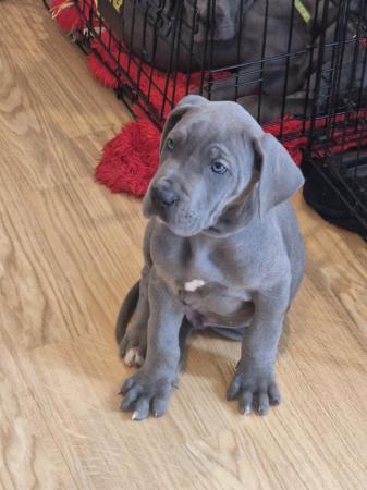 Image 1 of Adorable KC Blue Great Dane puppies READY NOW!!