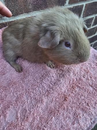 Image 4 of Beautiful baby guinea pig boars