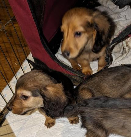Image 6 of KC Reg Shaded red standard Long-haired Dachshunds