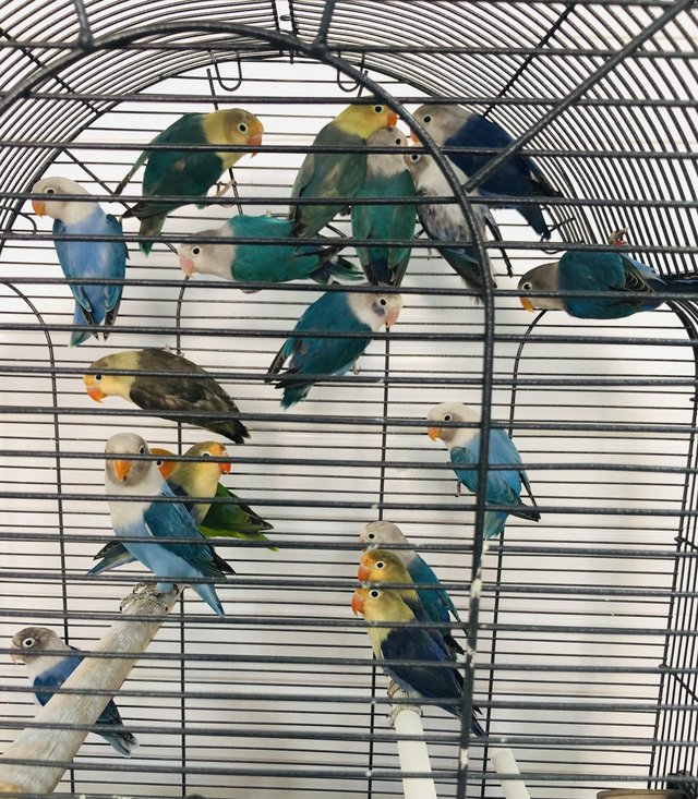 Beautiful colours young Lovebirds 
