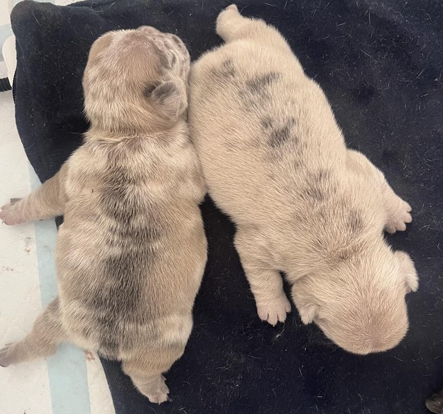 Preview of the first image of Stunning French Bulldog Pups.