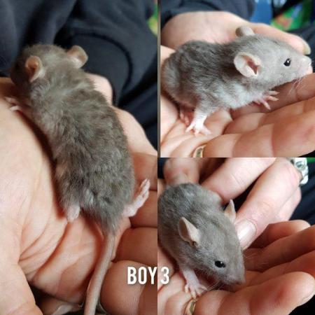 Image 3 of Rats babies!!!!!!!!!!!!!!!!!!!!!