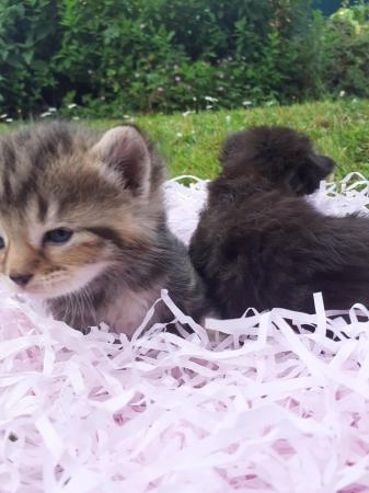 Image 2 of Kittens ready in just over 4 weeks. Mix of male and female.