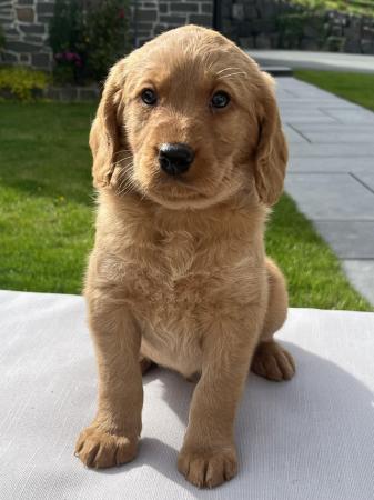 Image 2 of Adorable red labradoodle puppies