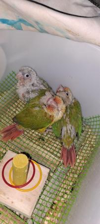 Image 13 of Handreared Tamed lovely Conures