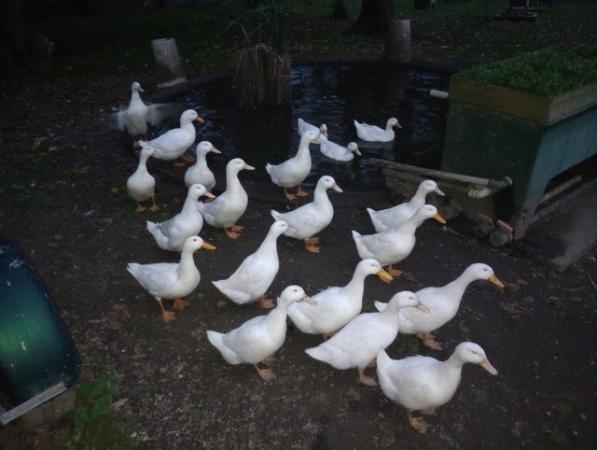 Image 1 of Aylesbury ducks trio for sale
