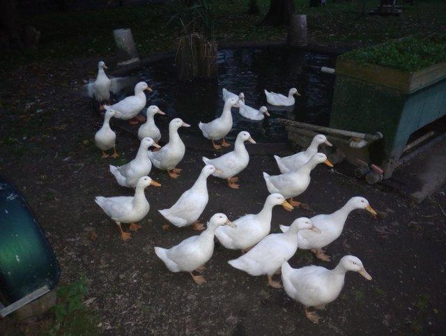 Preview of the first image of Aylesbury ducks trio for sale.