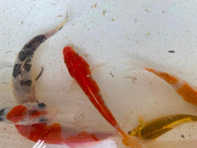 Preview of the first image of KOI CARP FISH / MIXED COLOURS approx 4/5”.