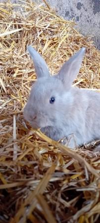 Image 5 of 9 week old baby lionhead rabbits for sale