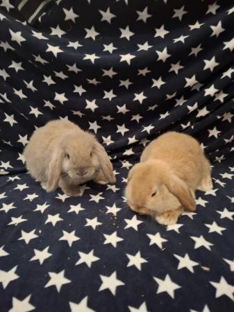 Image 4 of Mini lop baby boys for sale