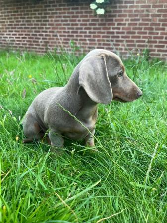 Image 36 of Quality bred Miniature Dachshunds 2 boys for sale.