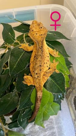 Image 3 of Male and Female Dalmatian Crested geckos for sale