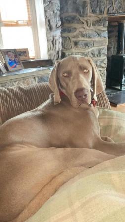 Image 2 of Weimaraner bitch for sale 6 years old beautiful temperament