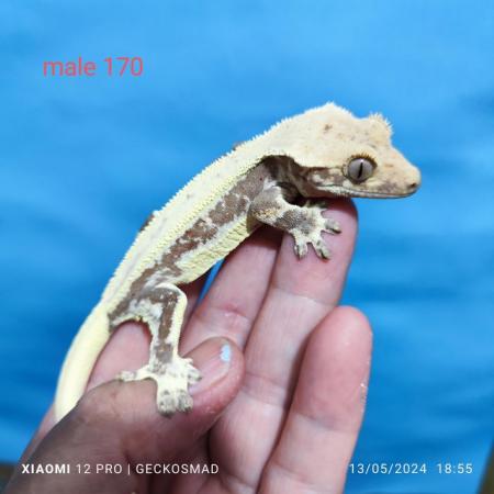 Image 6 of Reducing the male crested geckos in my collection