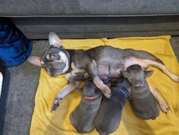 Image 6 of Stunning healthy KC 5 gen frenchie pups (3 males left)