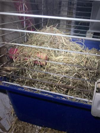 Image 5 of Indoor rabbit cage, medium size