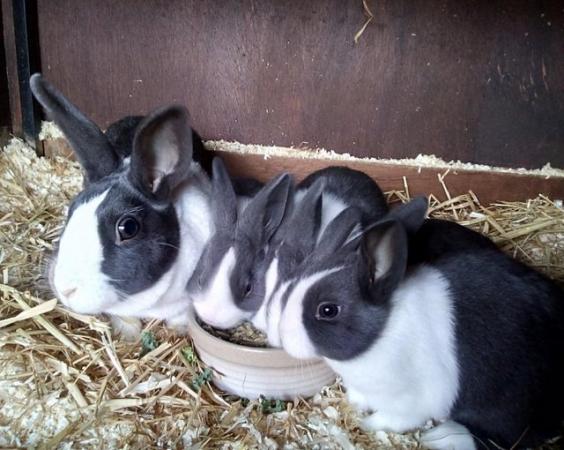 Image 6 of Dutch rabbits for new homes