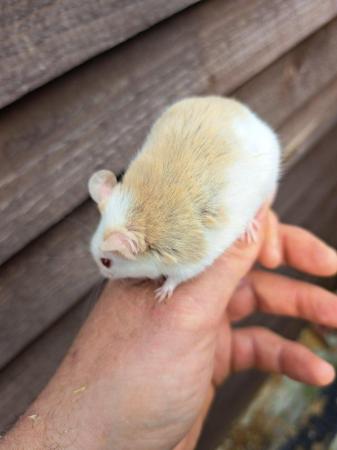 Image 5 of Various Rats and multis Asf for sale