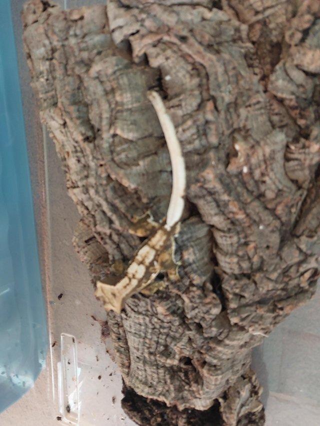 Preview of the first image of Grown on Crested Geckos.