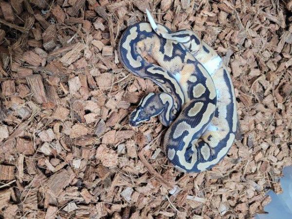 Image 5 of Various royal pythons, pied , mojave , pastel , het russo