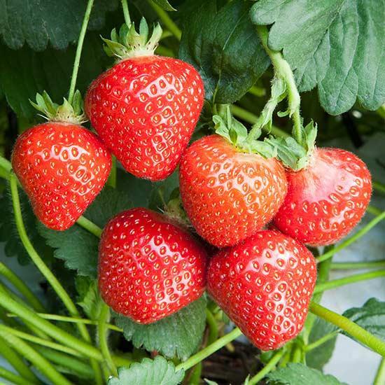 Preview of the first image of 4 x Strawberry plants £5, 8 plants £9 or 2 plants £3.