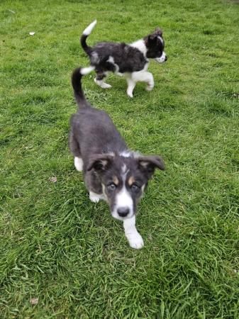 Image 6 of Beautiful border collie puppies