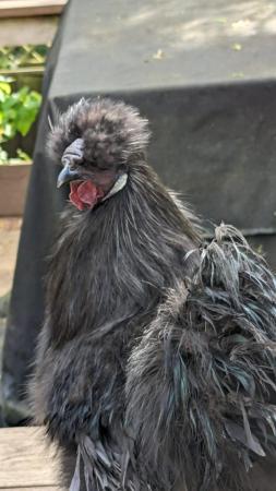 Image 10 of *DEAL* Tame Young Silkie Roosters