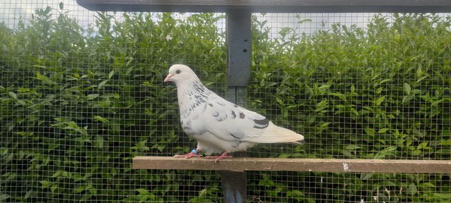 Image 3 of White iranian tumbler pigeons