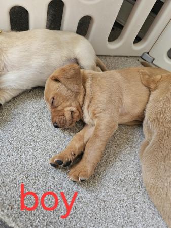 Image 11 of Labrador Puppies for sale
