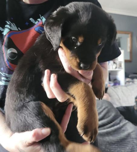 LAST GIRL AVAILABLE! 9 weeks old Rottweiler For Sale in Sunnyside ...