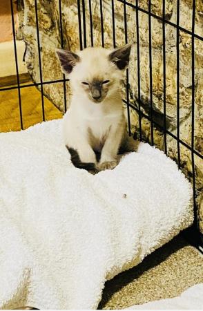 Image 8 of Stunning Registered Siamese Kittens