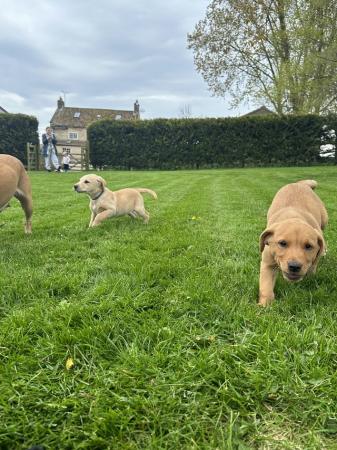 Image 10 of KC Registered Labrador puppies