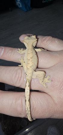 Image 2 of Baby flame crested gecko
