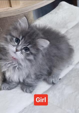 Image 12 of Pure/Pedigree  Siberian kittens  available