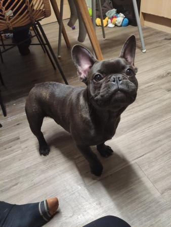 Image 1 of French bulldogs male and female