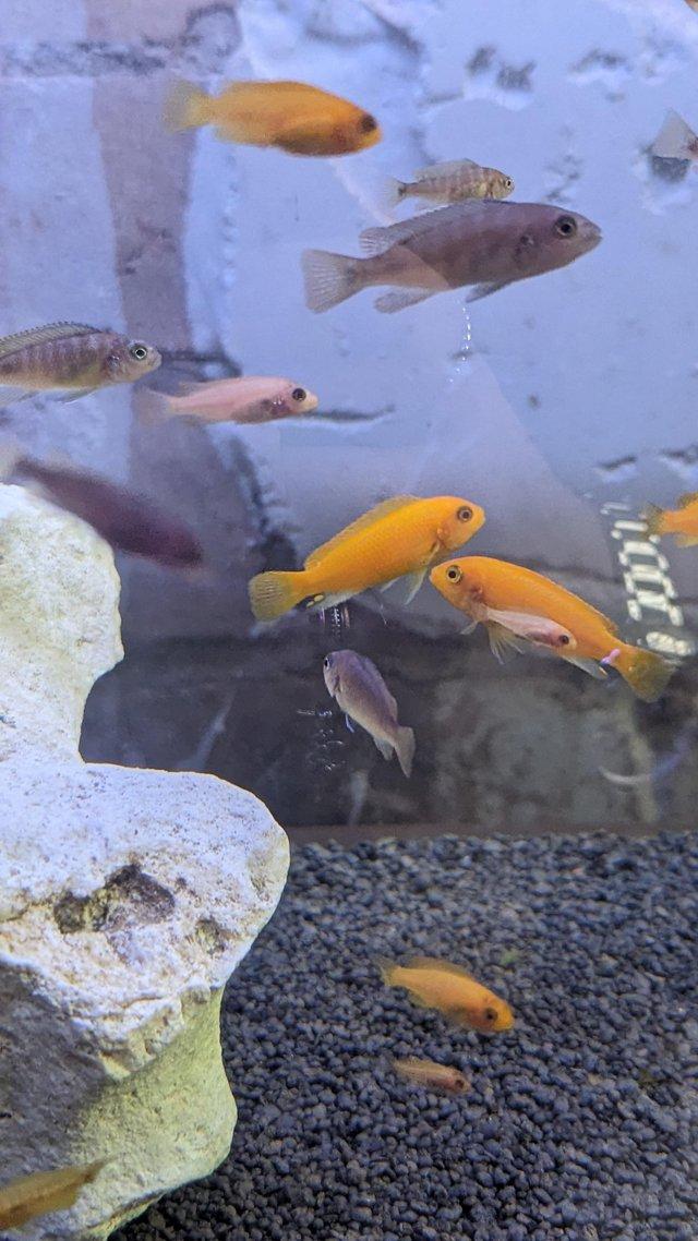 Preview of the first image of Juvenile Malawi cichlids £2 each or £30 for all that's left.