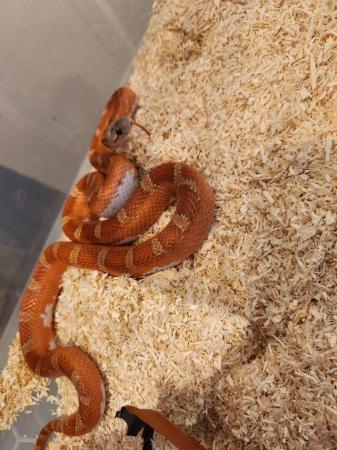 Image 3 of Corn snakes for sale £60
