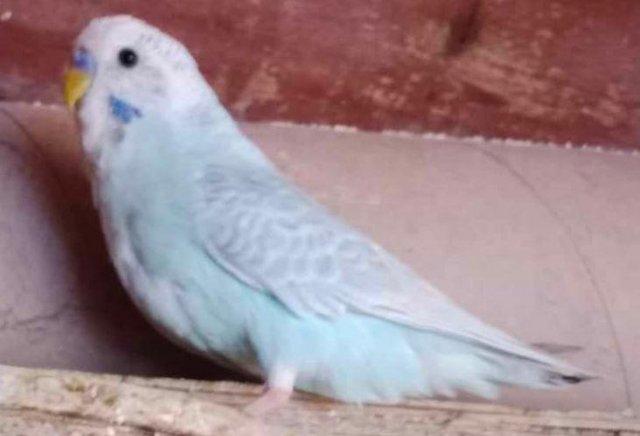 Image 3 of Various Budgies for Sale (Aviary-Bred)