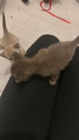 Image 3 of blue and lilac Burmese boys Kittens for sale