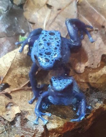 Image 1 of Dendrobates tinctorius azureus dart frog tadpoles + others