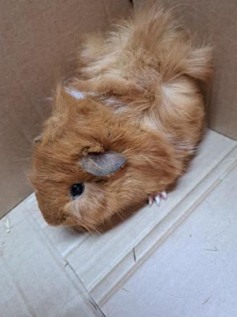 Image 5 of Trio of Baby Male Guinea Pigs For Sale