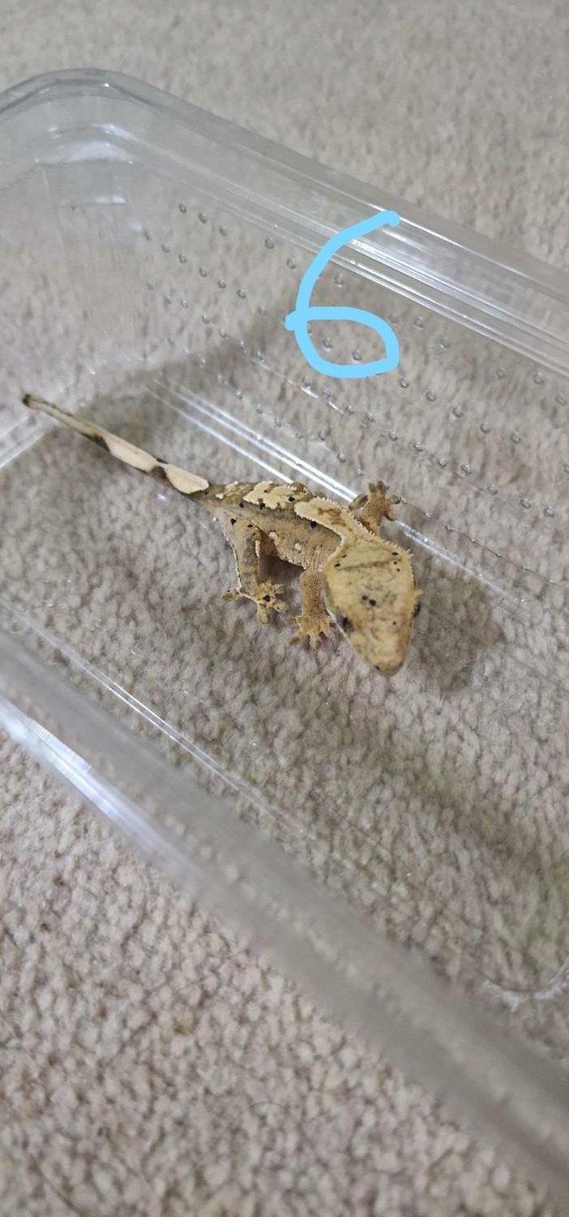 Preview of the first image of Baby crested geckos for sale, multiple ages, unsexed.