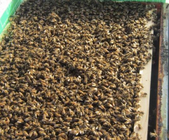Image 6 of Bee Nucs overwintered 2024 for sale