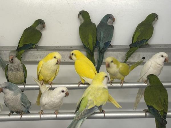 Image 4 of Various Quaker parakeets available