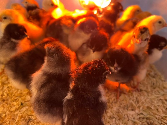 Preview of the first image of Day old chicks - cream Legbar, Sussex buff and Marans.