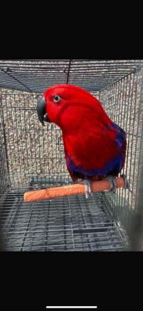 Image 4 of Female eclectus parrot for sale