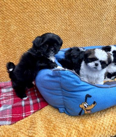 Image 5 of ABSOLUTELY ADORABLE SHIHTZU PUPPIES