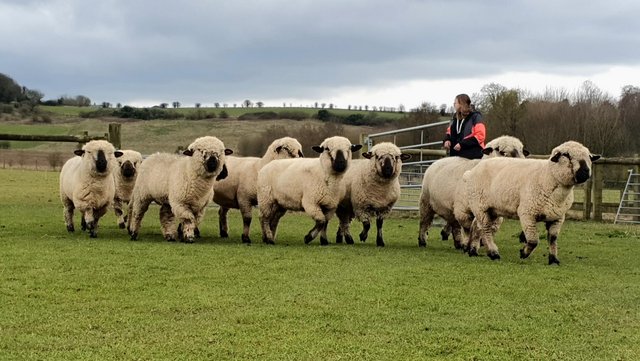 Image 3 of Hampshire Down Pedigree Sheep ewes