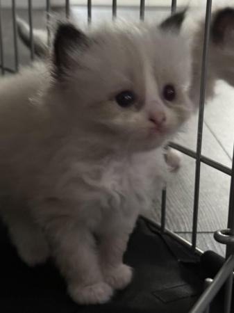 Image 10 of Pure Bred Ragdoll Kittens